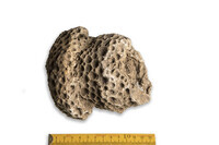 F 08849
<br/>
<br/>
<em></em>